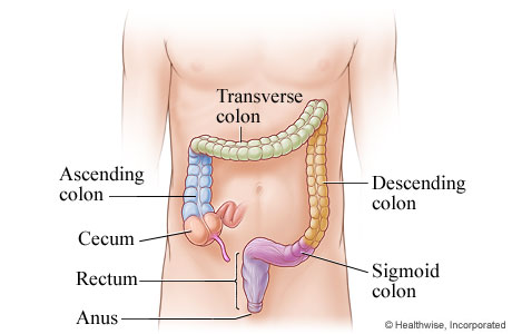 colon and rectum illustration